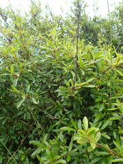 Coprosma ×cunninghamii
