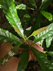 Helicia cochinchinensis