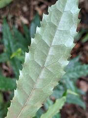 Helicia cochinchinensis