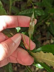 Helicia cochinchinensis