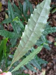 Helicia cochinchinensis