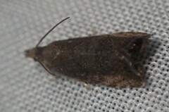 Dichrorampha sedatana