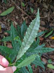 Helicia cochinchinensis