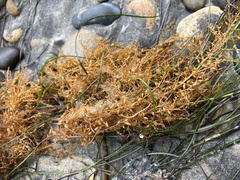 Sargassum horneri