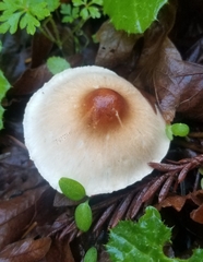 Lepiota castaneidisca