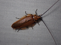 Balta bicolor