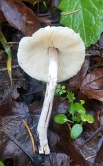 Lepiota castaneidisca