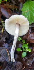Lepiota castaneidisca