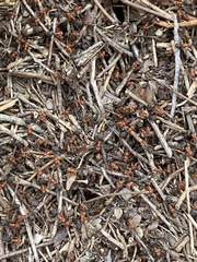 Formica integra