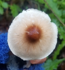Lepiota castaneidisca