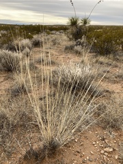 Sporobolus contractus