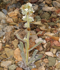 Oreocarya hoffmannii