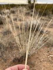 Sporobolus contractus