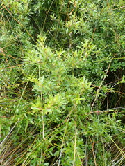 Coprosma ×cunninghamii
