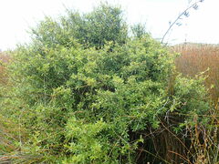 Coprosma ×cunninghamii