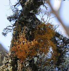 Teloschistes flavicans
