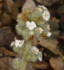 Oreocarya hoffmannii