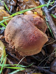 Xerocomellus dryophilus