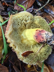 Xerocomellus dryophilus