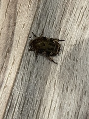 Protaetia fusca