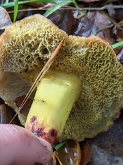 Xerocomellus dryophilus