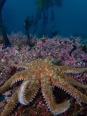 Pycnopodia helianthoides