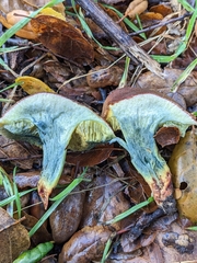 Xerocomellus dryophilus