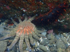 Pycnopodia helianthoides