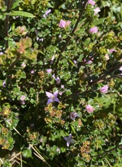 Boronia algida