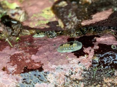 Chiton