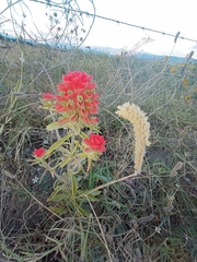 Castilleja arvensis arvensis