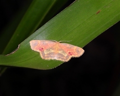 Chrysocraspeda dilucida