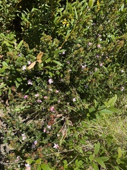 Boronia algida