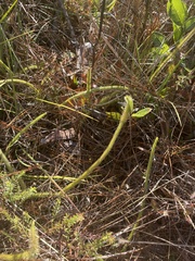 Lycopodiella appressa