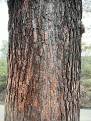 Pinus torreyana