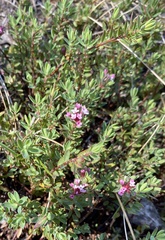 Pimelea alpina