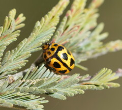 Peltoschema oceanicum