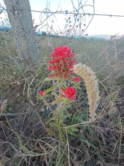Castilleja arvensis arvensis