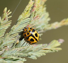 Peltoschema oceanicum