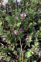 Pimelea alpina