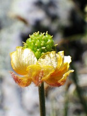 Ranunculus pedatifidus