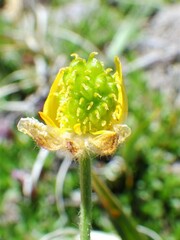 Ranunculus pedatifidus