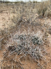Coryphantha macromeris macromeris