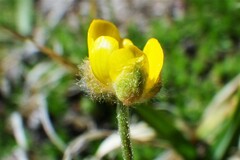 Ranunculus pedatifidus