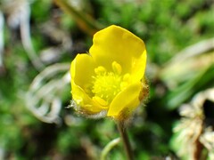 Ranunculus pedatifidus