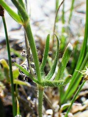 Ranunculus pedatifidus