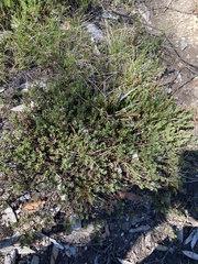 Pimelea alpina