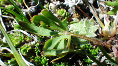 Ranunculus pedatifidus