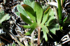 Ranunculus pedatifidus