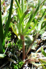 Ranunculus pedatifidus